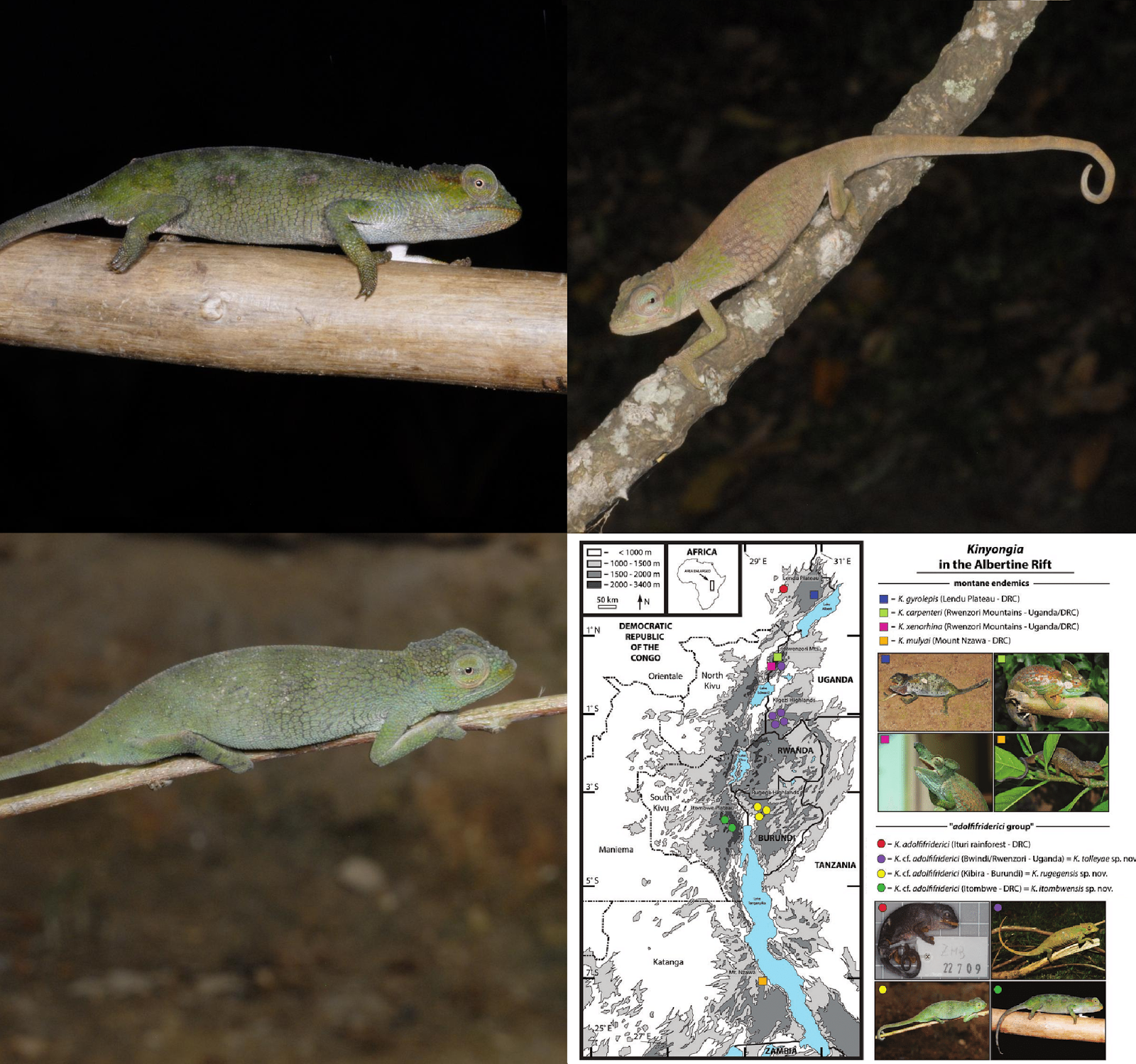 Species New to Science: [Herpetology • 2017] Integrative Taxonomy of