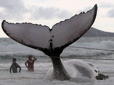 Bahia lidera ranking de baleias encalhadas