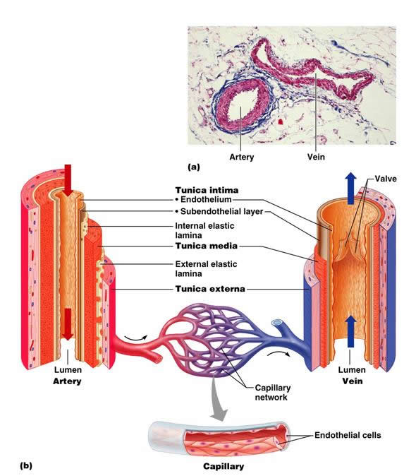 Jennifer Kersey E-Portfolio Bio211: Objective 29: Veins and Arteries