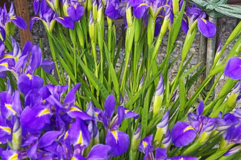 Iris flowers on display for sale