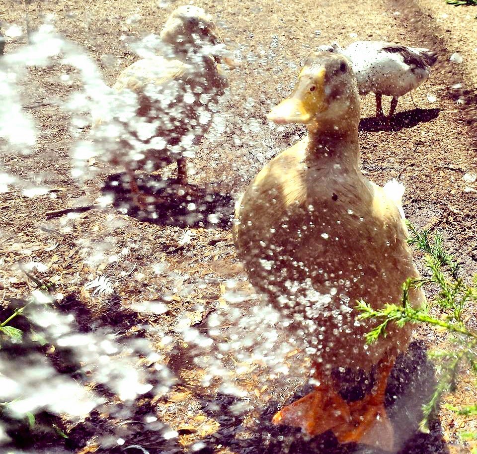 Tips to Help Your Ducks Stay Cool This Summer Fresh Eggs Daily® with