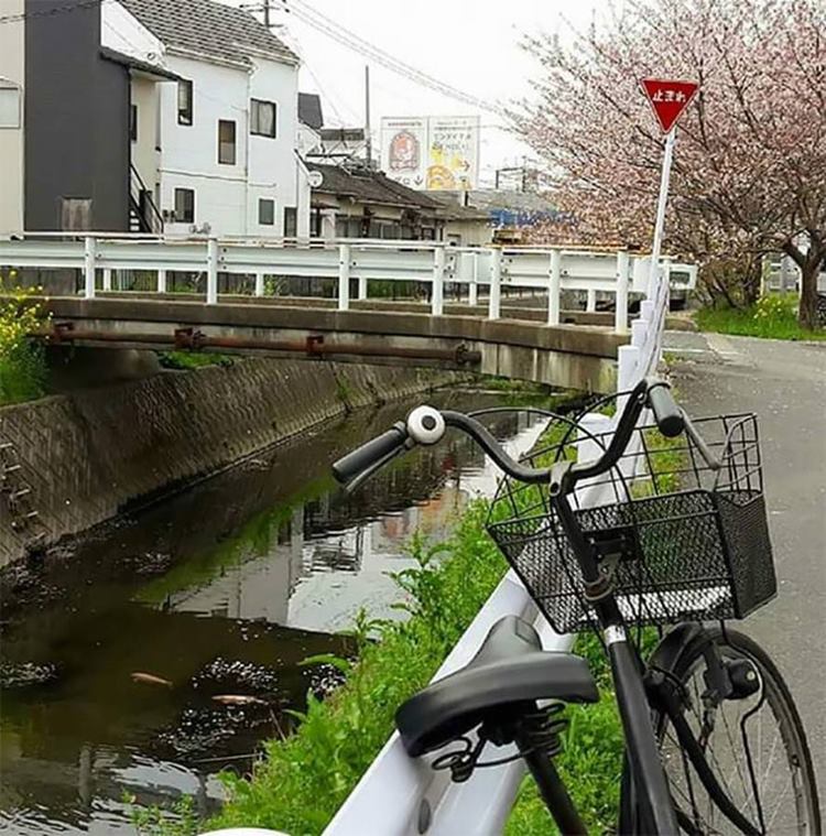 Ritebook Drainage Canal is the Home of Colorful Koi Fishes in Japan