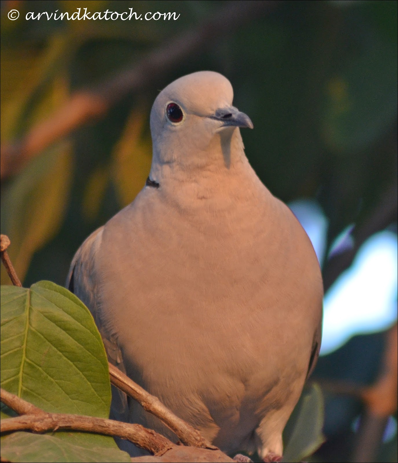 Eurasian CollaredDove or Collared Dove (Streptopelia decapcto