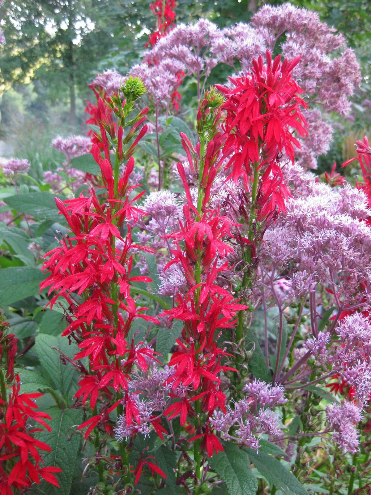 Rotary Botanical Gardens Hort Blog Classic Cardinal Flower