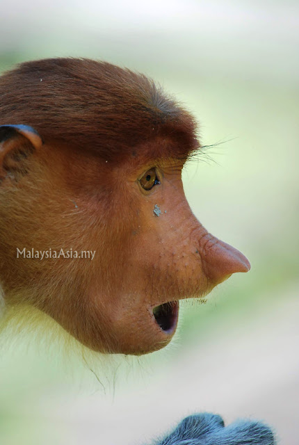 Proboscis Monkey Baby