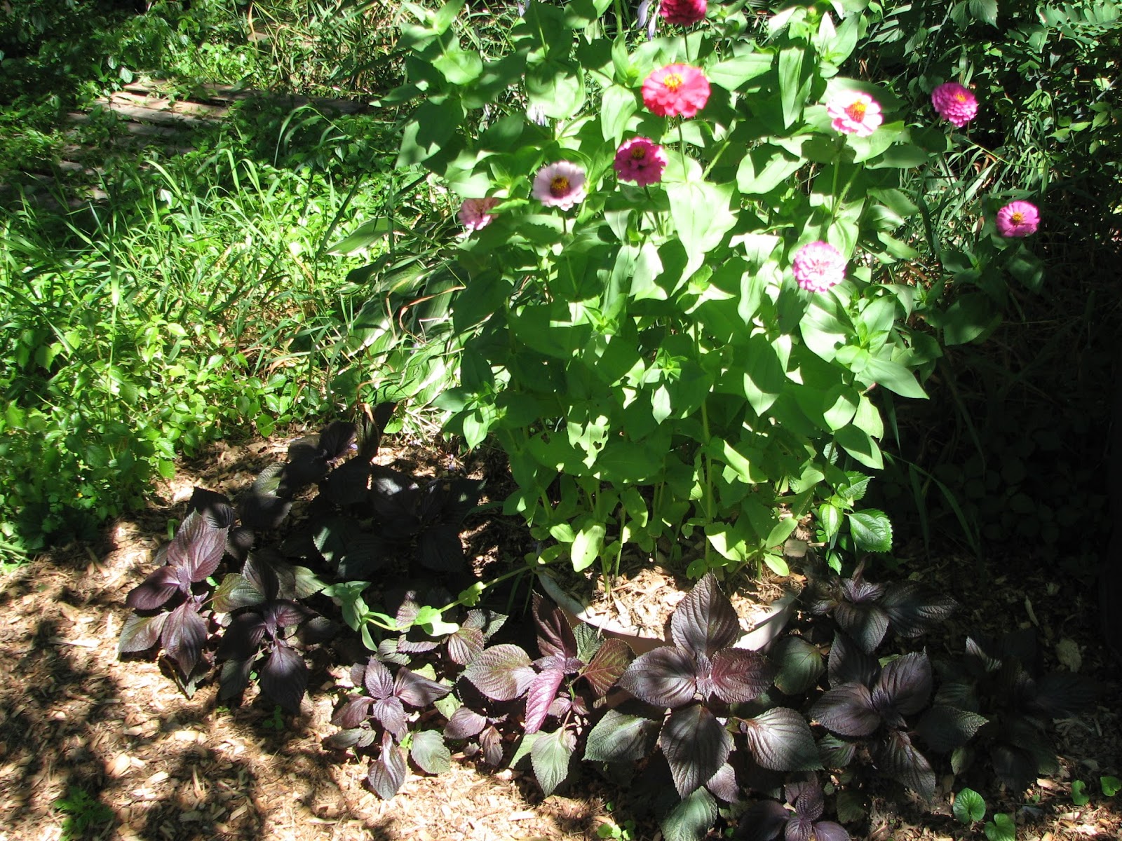 South Burlington, VT flowersAugust Litter with a Story To Tell