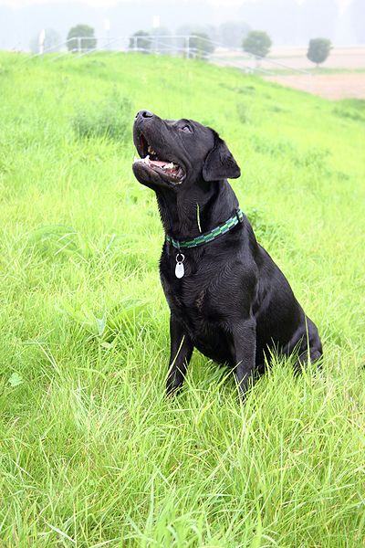 Most Beautiful Mixed Breed Dogs: Top 7 Black Labrador Retriever