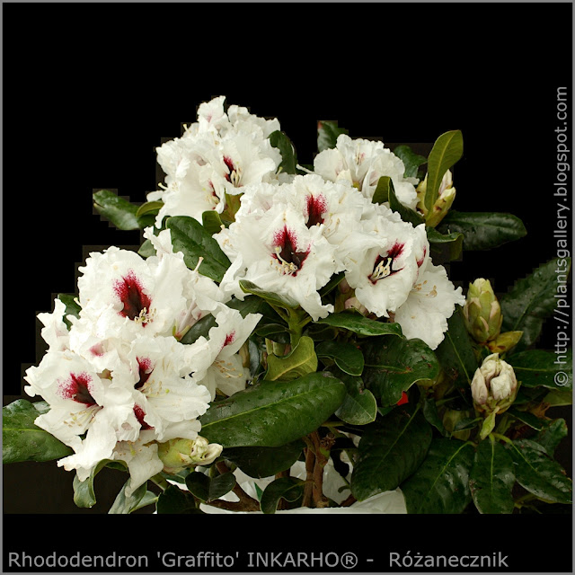 Rhododendron 'Graffito' INKARHO® -  Różanecznik  'Graffito' INKARHO®