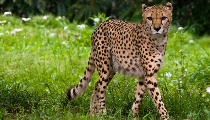 TOP 5 FASTEST ANIMALS IN THE WORLD | WATCH MORE | - MZILIKAZI