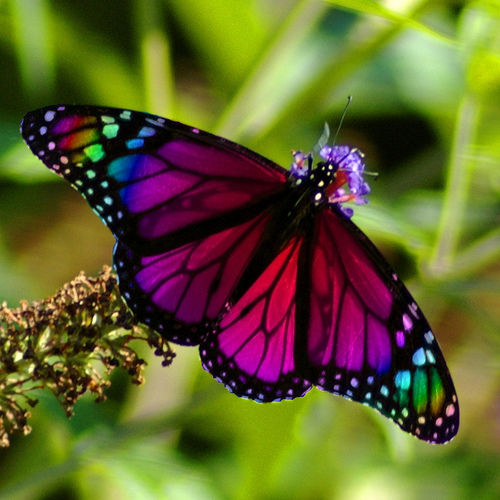 WnP: Wallpapers & Pictures: rainbow Beautiful Butterfly