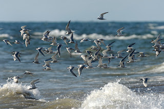 Image of Common Terns