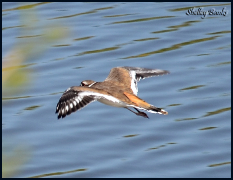 Prairie Nature Killdeer Landing on Boggy Creek, SK