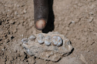 maxila de Australopithecus deyiremeda