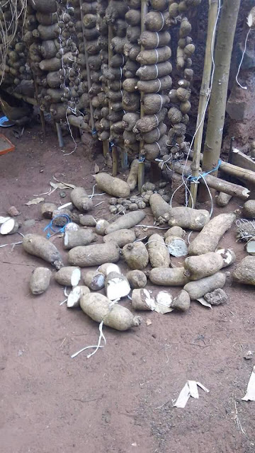 FB IMG 1518328011396 Wickedness! Unknown person destroys yams in a man's barn in Anambra State