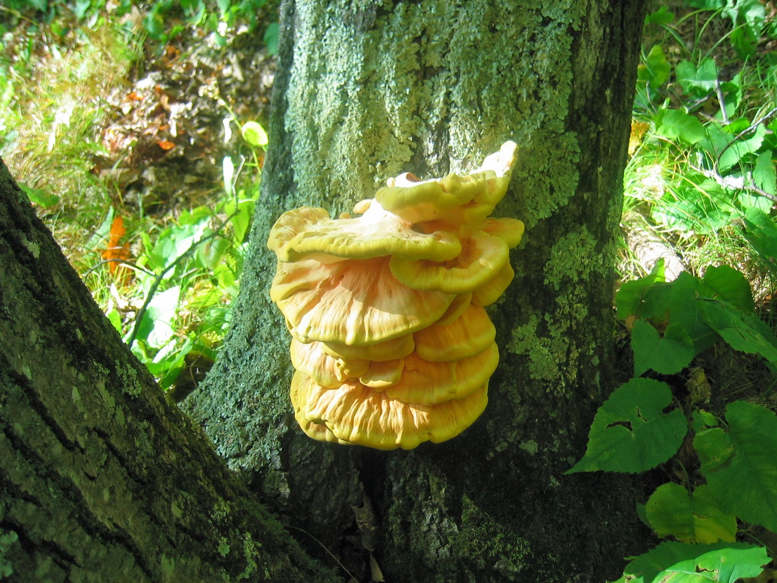 Duluth Minnesota Mushroom Hunting: Wednesday October 2 2013 Hike
