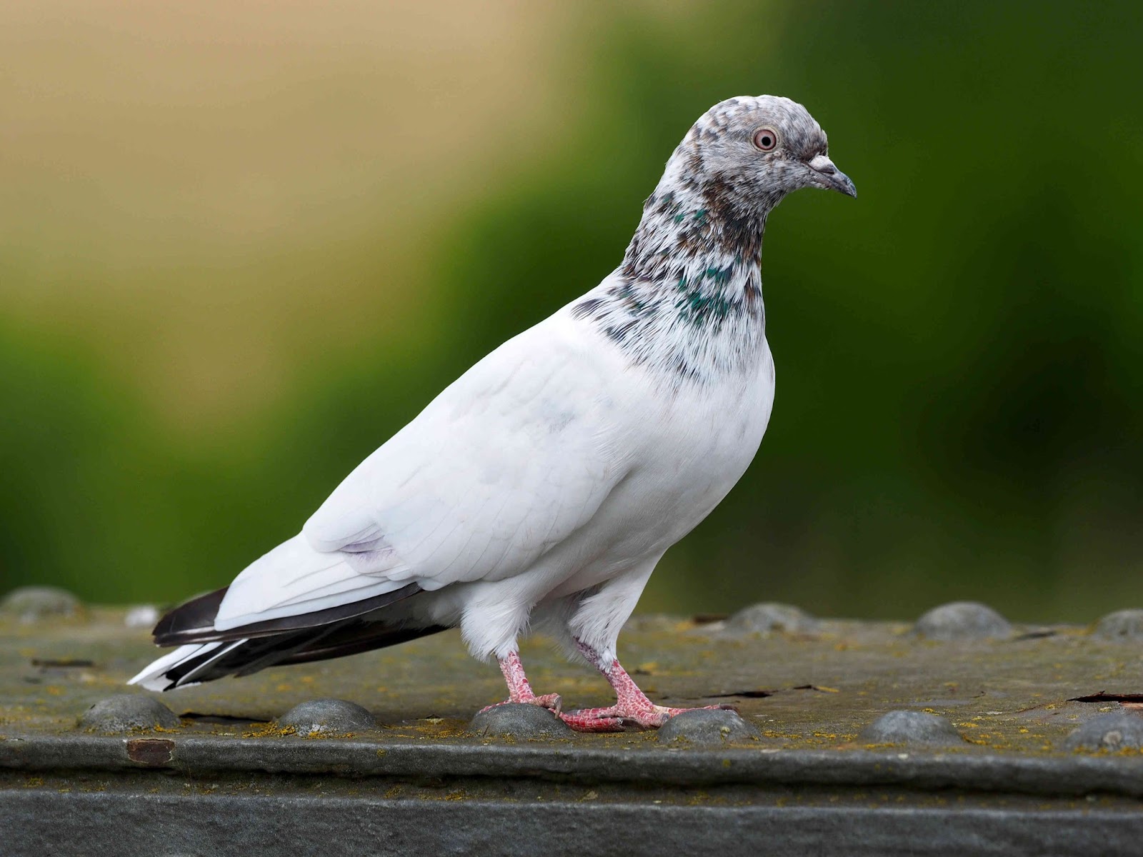 Peterborough Bird Club Gallery White Woodie.?