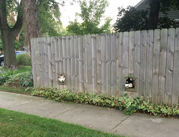 20 Dog Owners Who Were Hilariously Creative (Pictures)