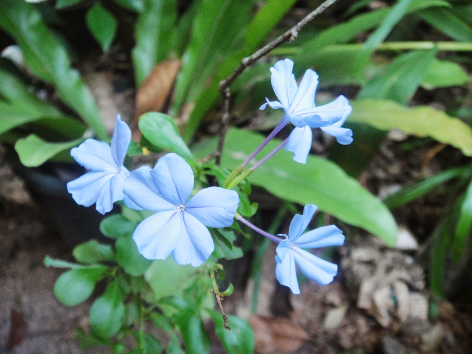Sri Lanka Most Beautiful Flowers mihisaraTUBE