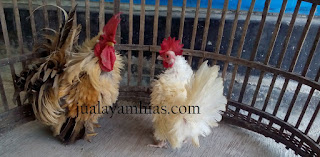 Galeri Foto Ayam Kate Walik Terbaru 8 Foto Ayam Kate Walik Terbaru Jual Ayam Hias Ayam Kate Walik Dewasa