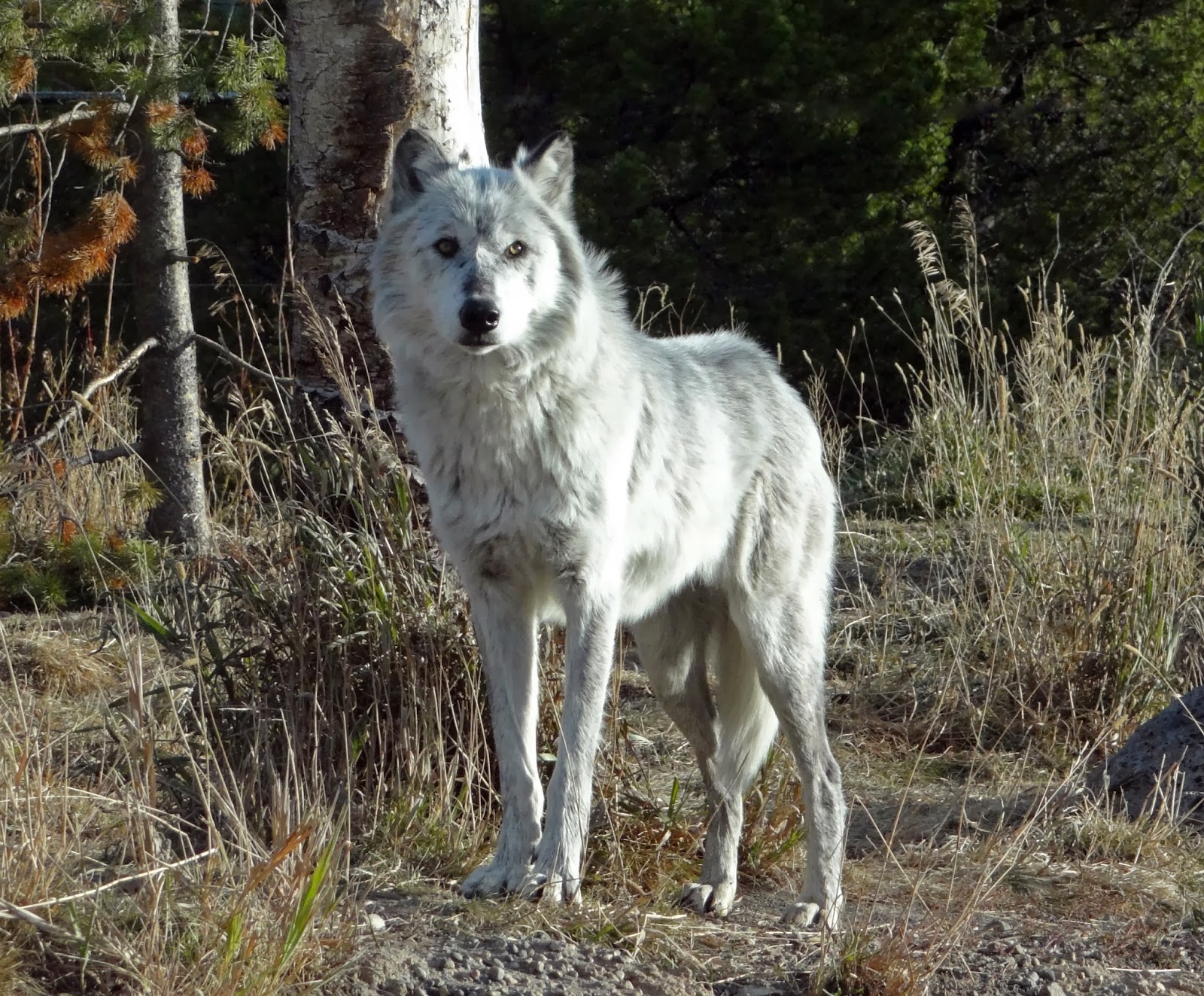 серебряный волк описание. макензенский волк окрасы. волк сильвер. серебряный волк описание. Silver wolf.
