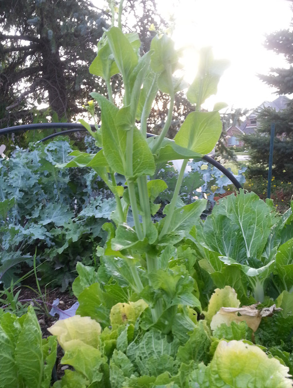 The Gardening Me Early August Update Main Garden Areas