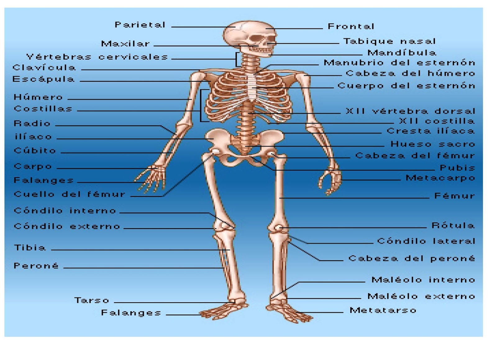 Nombres De Todos Los Huesos Del Cuerpo Humano