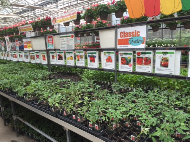 tomato tornado presto