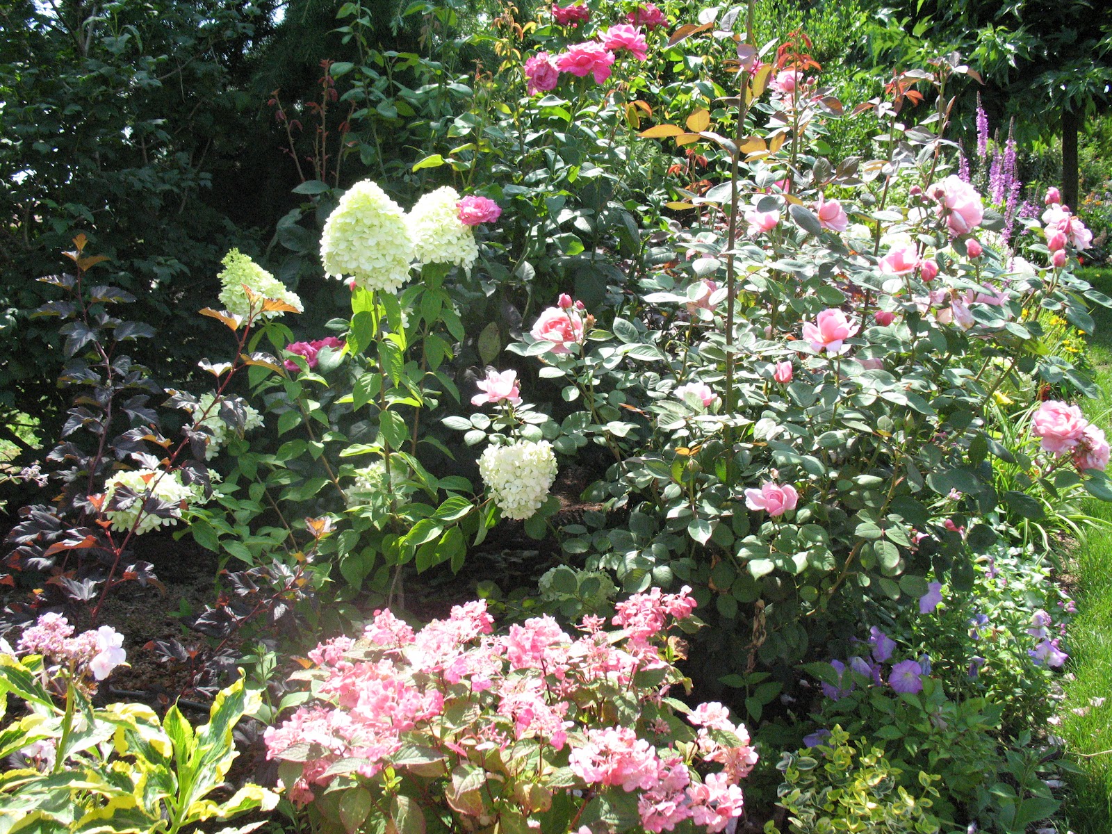 Roses Du Jardin Cheneland Taille Des Hydrangeas