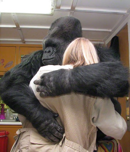  Koko, Gorila yang Jago Bahasa Isyarat dan Penyayang Kucing Itu Telah Mati