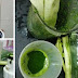 You Can Cure Many Health Problems Naturally By Drinking Papaya Leaves Juice!