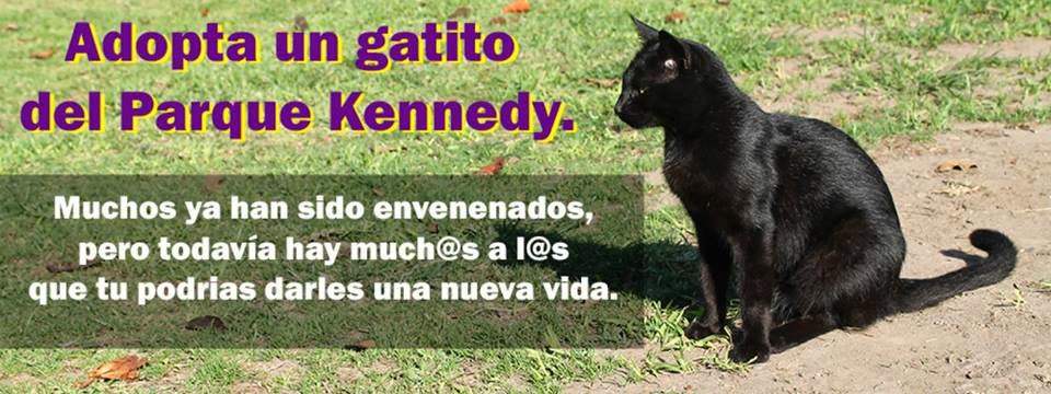 Adopta un gatito del parque Kennedy