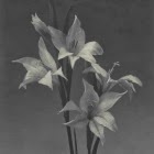 Claudio Cataldi: Homing Season