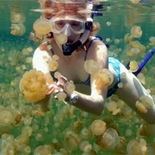 This is i of the most unique places inward the Earth BaliTourismMap: largest lake of jellyfish inward the world