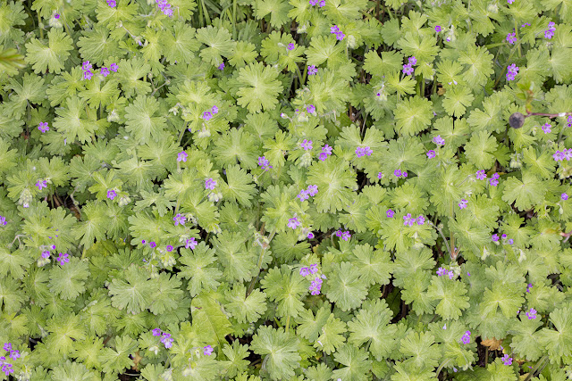 Dove's-foot Crane's-bill, Geranium molle. West Common Road, Hayes, 17 April 2016. Dove's-foot Crane's-bill, Geranium molle. West Common Road, Hayes, 17 April 2016.