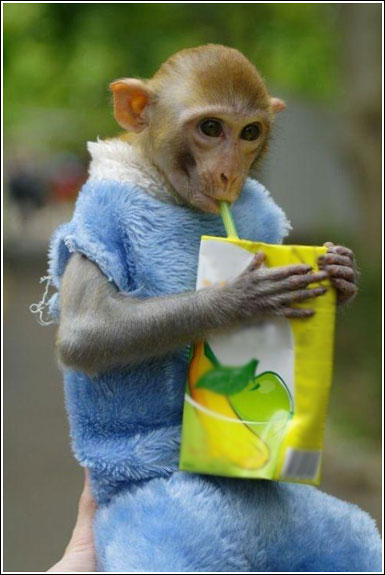 funny monkeys photos | Sri lanka Funny images Sinhala ... funny monkeys photos | Sri lanka Funny images Sinhala ...