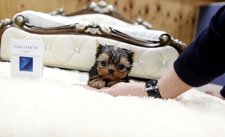 TEACUP PUPPY ★Teacup puppy for sale★ Teacup Yorkie Jake)