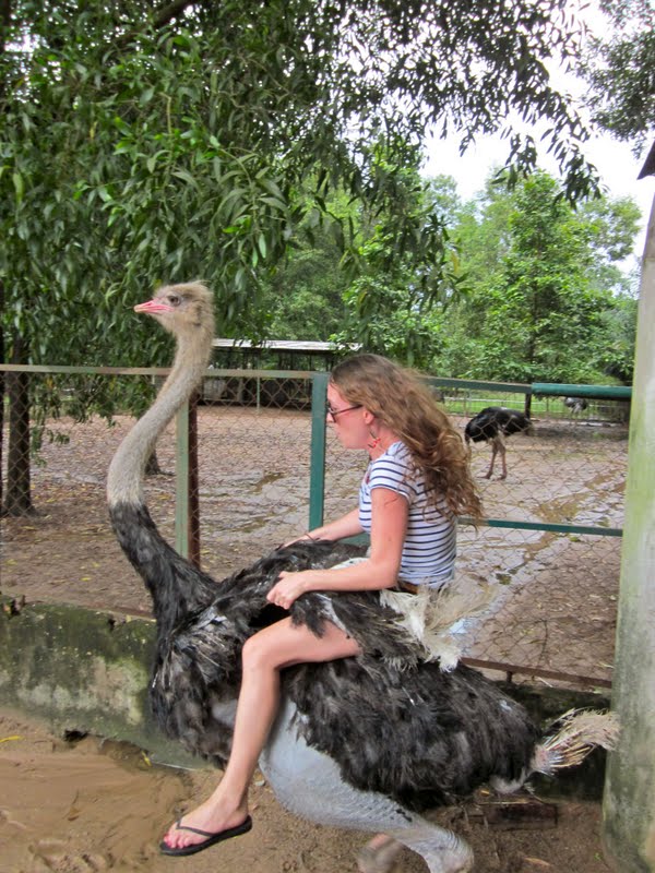 Adventures from Vietnam: OSTRICH RIDING