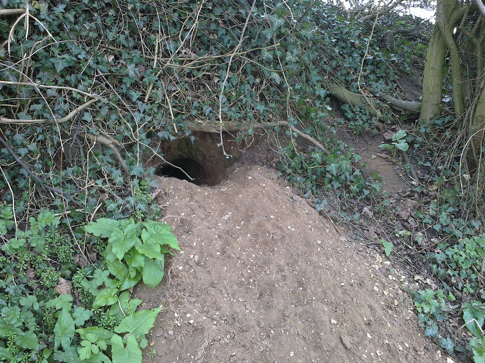 Badger Sett
