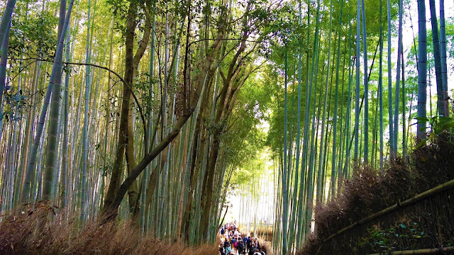 Floresta de bambus