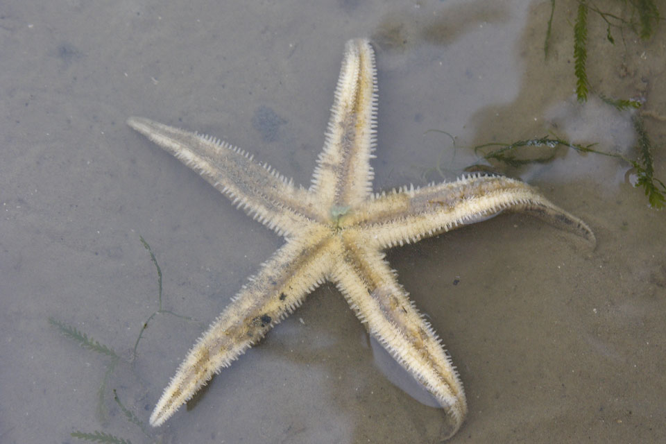 Singapore Wild Animals: Echinoderms