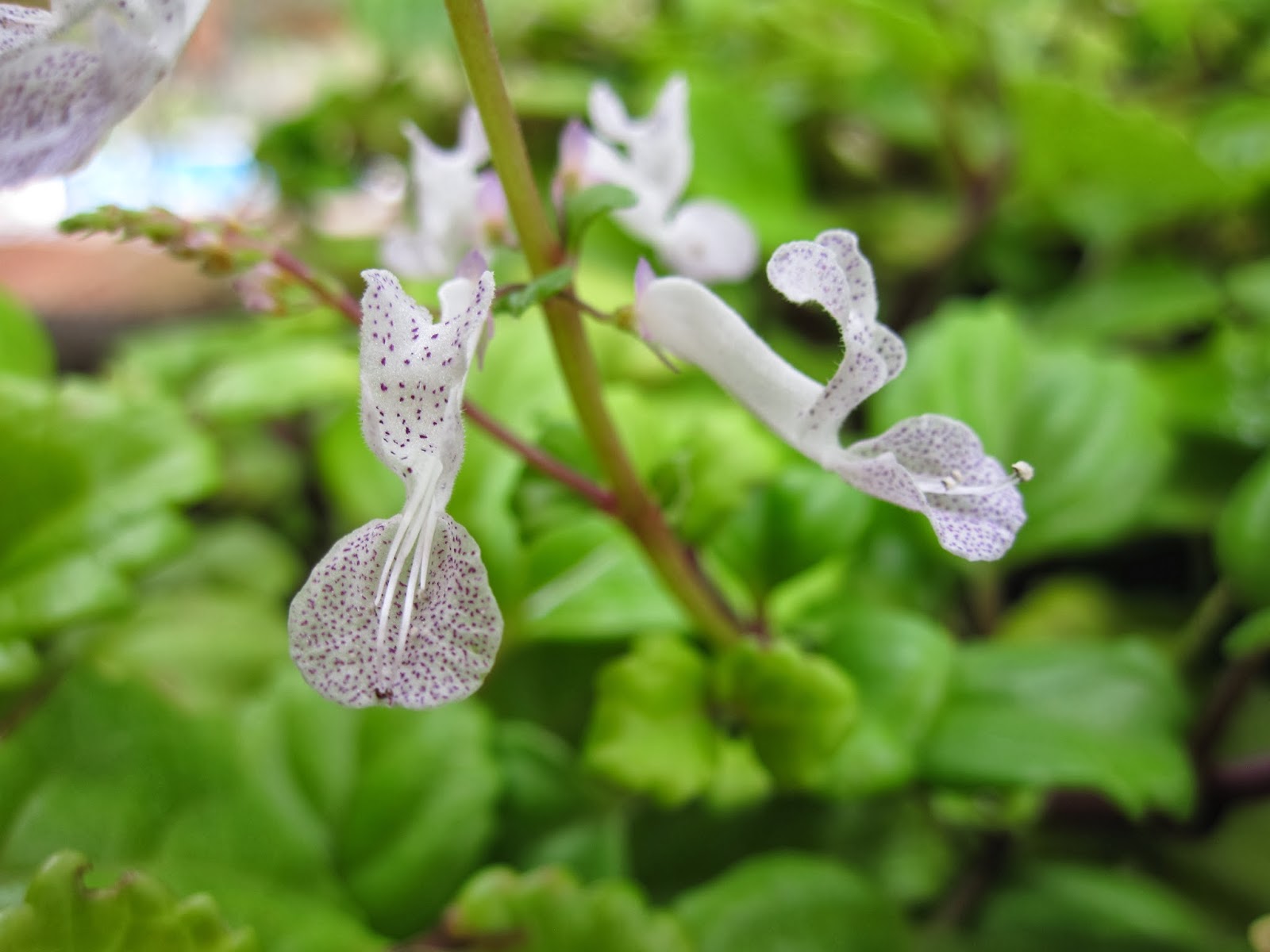 Universo Botánico Plectranthus verticillatus (L.F.) Druce (Planta del