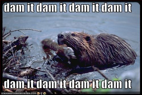 Funny beaver pictures gallery - ONLINE NEWS ICON Funny beaver pictures gallery - ONLINE NEWS ICON