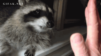 Cool animals giving high fives (15 gifs), funny gifs, raccoon high five