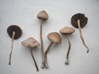 panaeolus lawn mushroom fungi mower swansea foenisecii