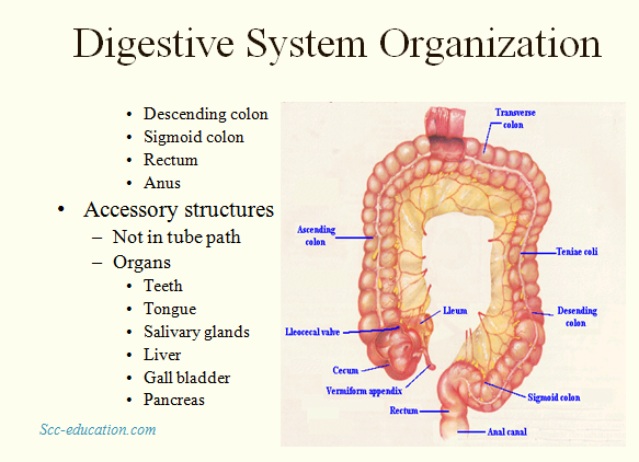  human digestion system,sharma sir ,biology, the digestive system ,scceducation.com ,biology, sharma sir ,mouth,salivary ,enzyme,
