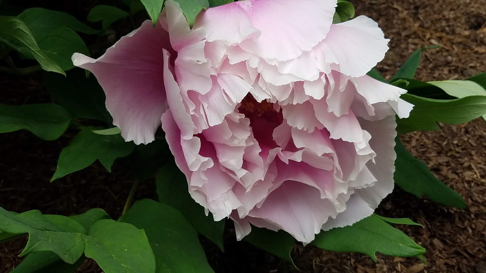 Ode to Spring by e.e. cummings