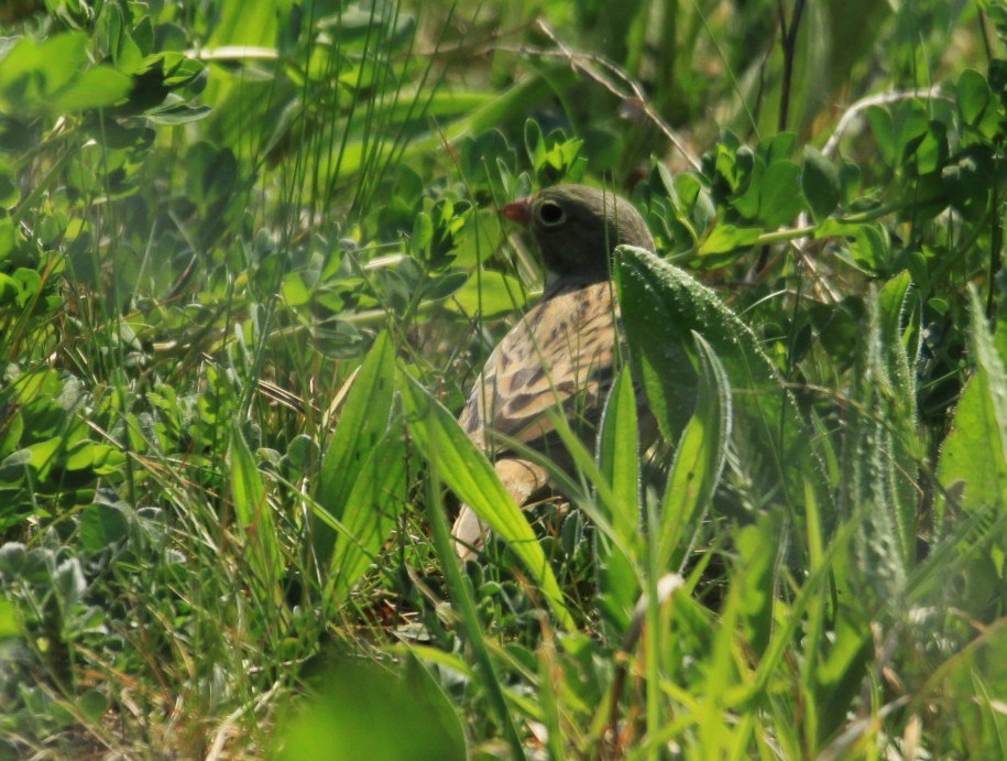 The Bagsy Blog Tea For One Joe Bonamassa (Led Zeppelin)