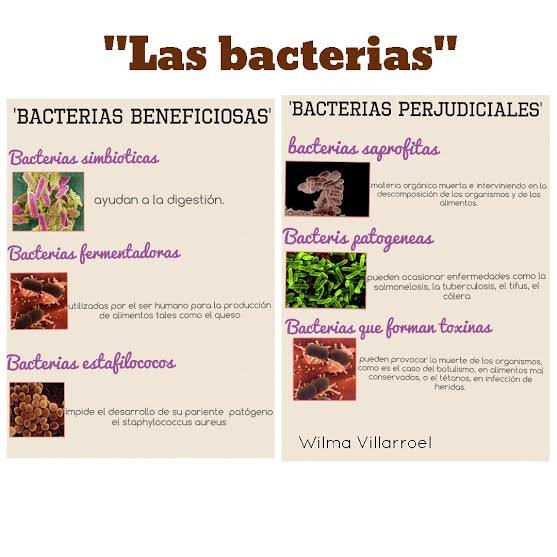 ejemplos de bacterias beneficiosas