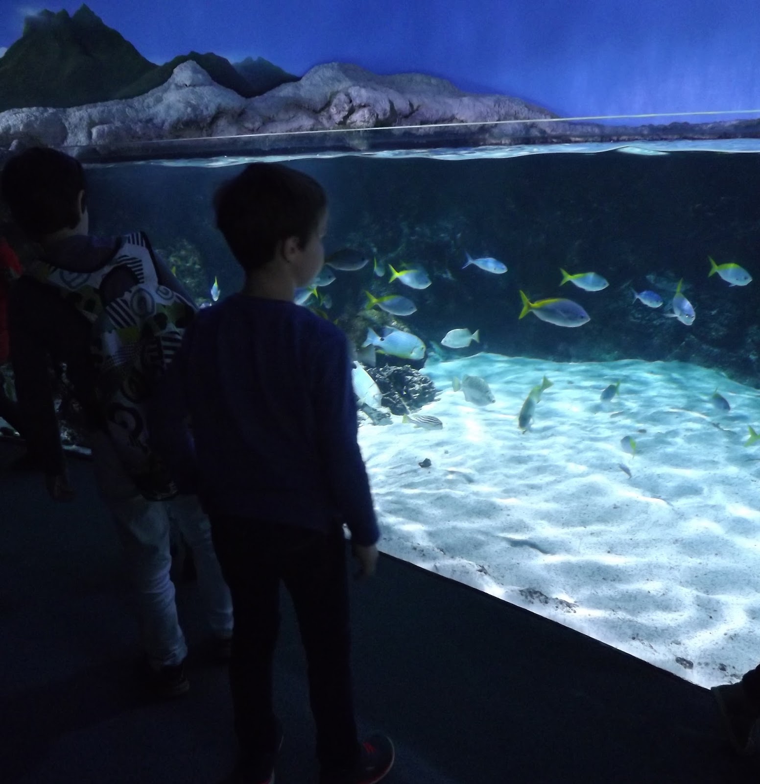 Fée au Marais Une visite à l'aquarium de La Rochelle...