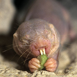 ratopin-rasurado-comiendo.jpg